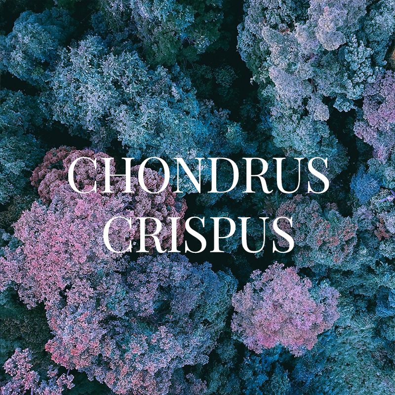 CHONDRUS 